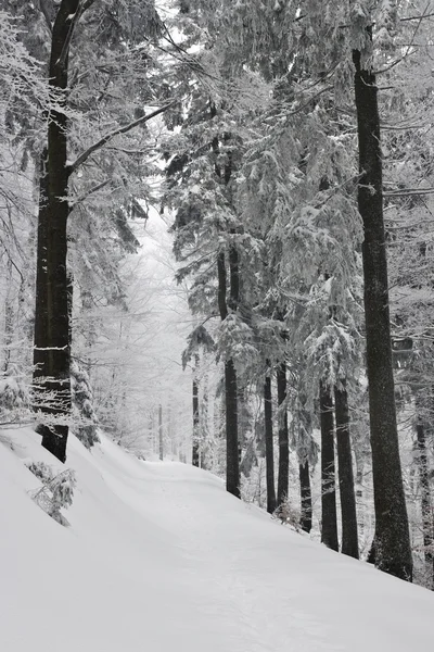 Stock image Snowy landscape in polish mountains