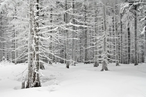 Snowy landscape in polish mountains — Stock Photo, Image