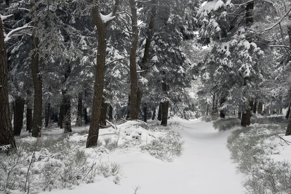 stock image Snowy landscape in polish mountains