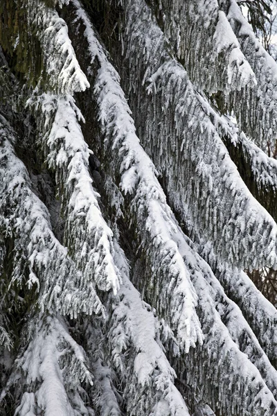 stock image Winter trees detail