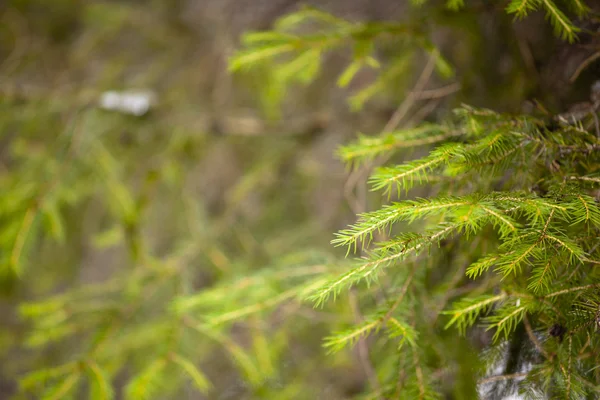 stock image Winter trees detail