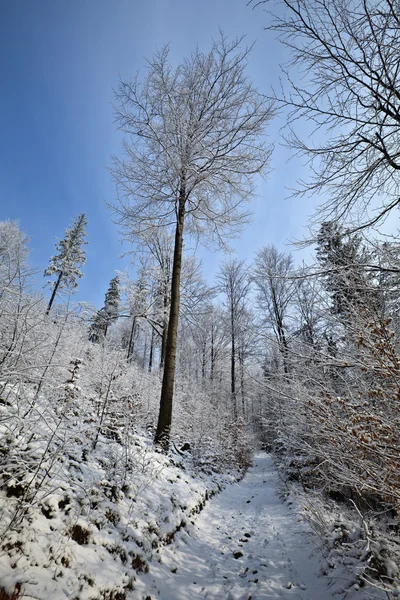 stock image Winter landscape in polish mountains