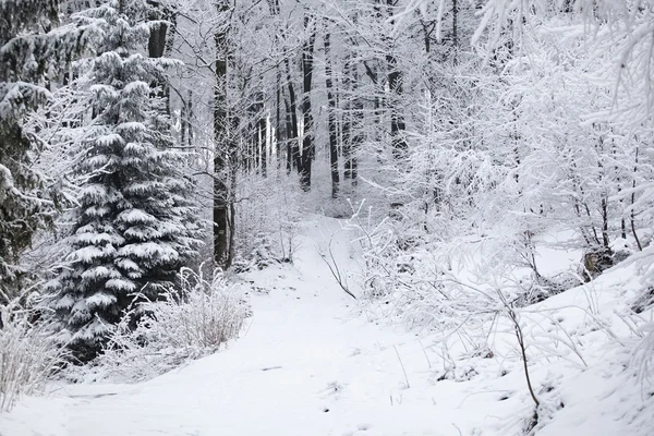 Paisaje invernal en montañas polacas —  Fotos de Stock