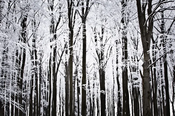 stock image Winter landscape in polish mountains