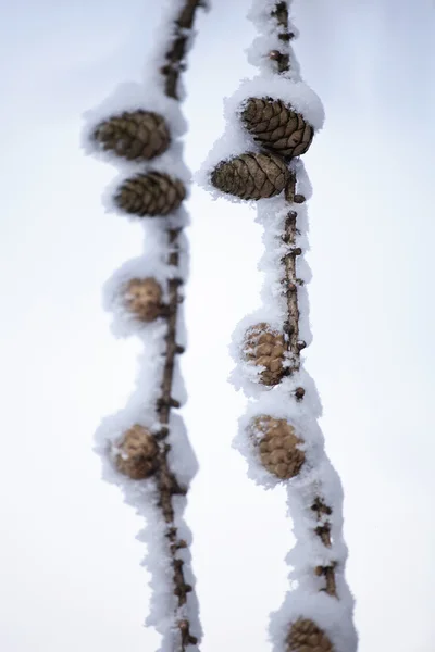 冬の風景のポーランドの山 — ストック写真