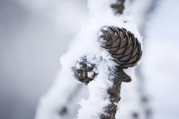 Zimní krajina v polské hory — Stock fotografie