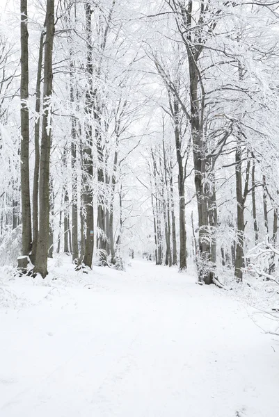 Winter landscape in polish mountains — Stock Photo, Image
