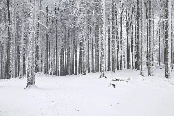 Winter landscape in polish mountains — Stock Photo, Image