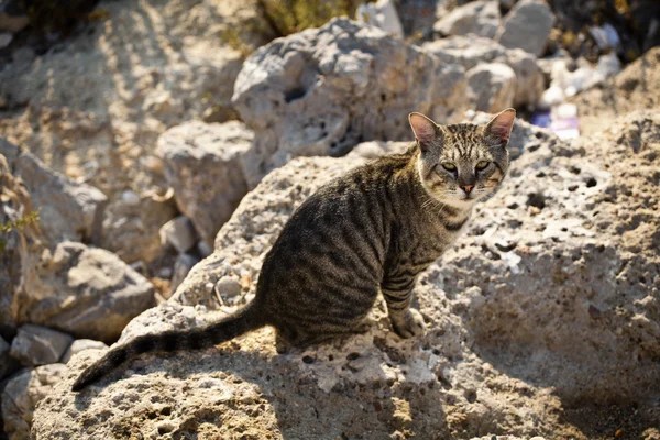 Gatos en isla de Rodas —  Fotos de Stock