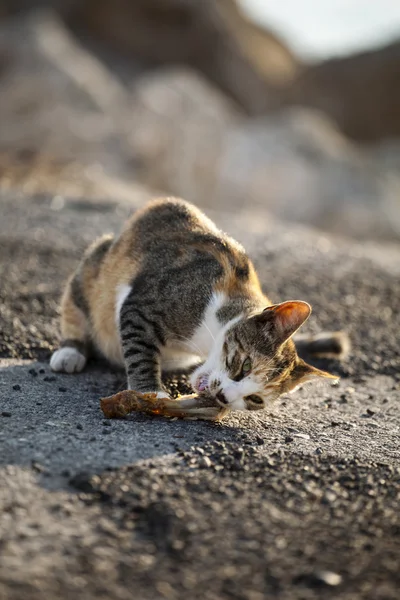 Кішки на острові Родос — стокове фото