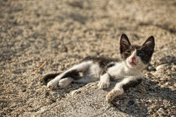 Gatti sull'isola di Rodi — Foto Stock