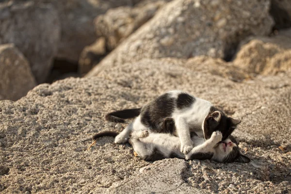 stock image Cats on Rhodes island