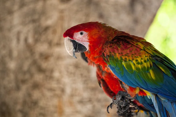 Papuga na Rodos — Zdjęcie stockowe