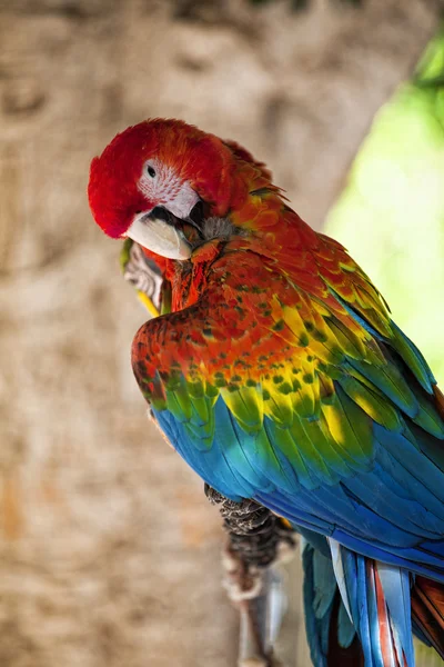Papoušek na ostrově Rhodos — Stock fotografie