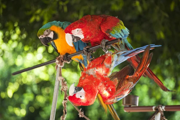 Papuga na Rodos — Zdjęcie stockowe