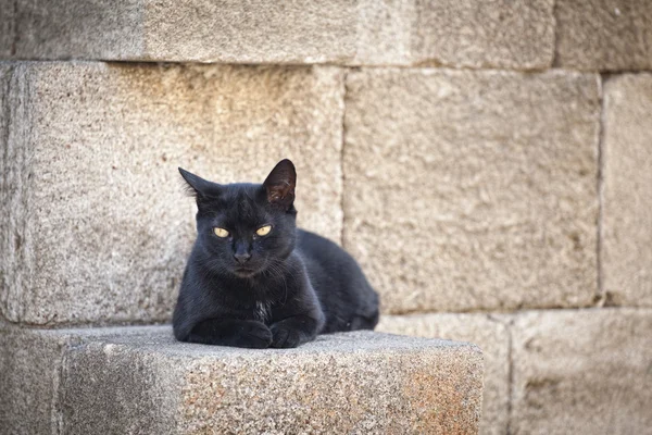 Stock image Cats on Rhodes island