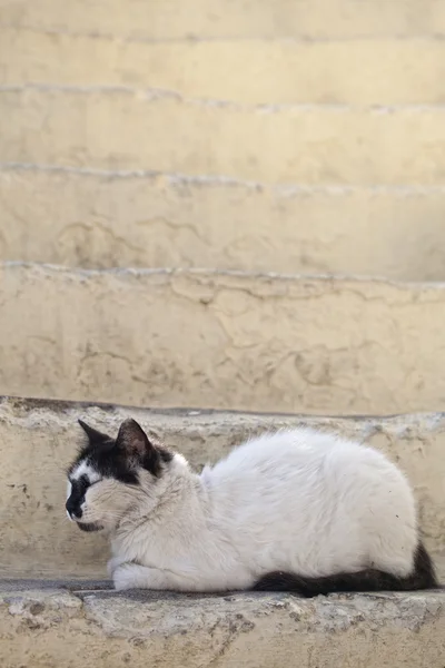 Katzen auf Rhodos-Insel — Stockfoto