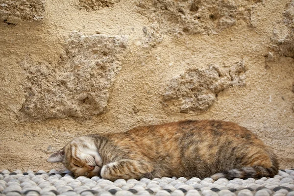 罗兹岛上的猫 — 图库照片