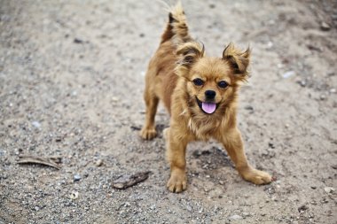 köpek topesti Romanya