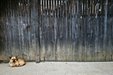 köpek topesti Romanya