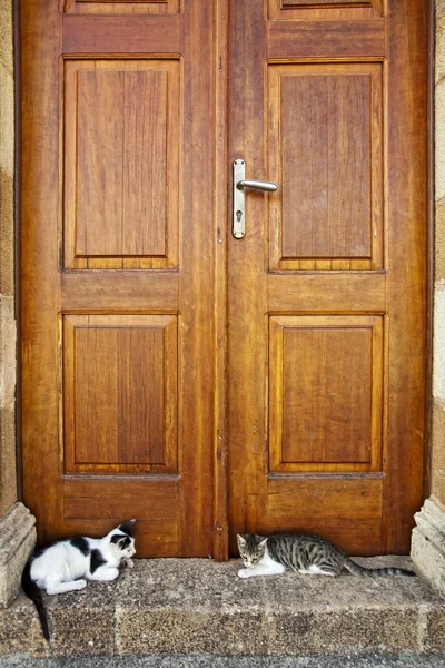 Koty na Rodos — Zdjęcie stockowe