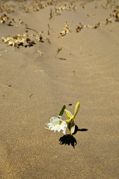 Zand bloem — Stockfoto