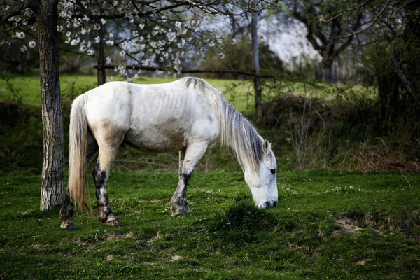 Stock image Horse in Topesti in Romania