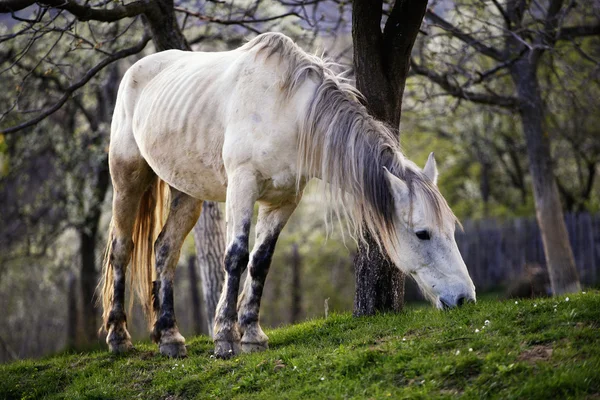 stock image Horse in Topesti in Romania