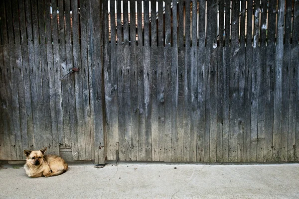 Perro en Topesti en Rumania — Foto de Stock