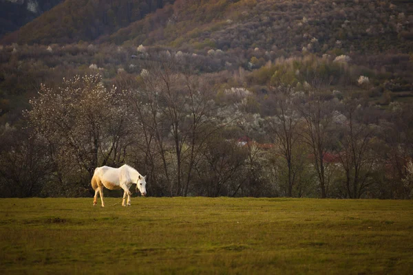 Лошадь в Топеси в Румынии — стоковое фото