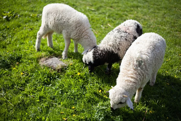 Ovelhas em Topesti, Roménia — Fotografia de Stock