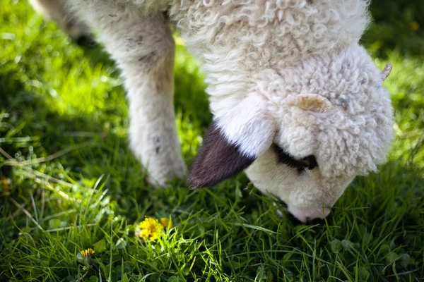 Ovce v topesti v Rumunsku — Stock fotografie