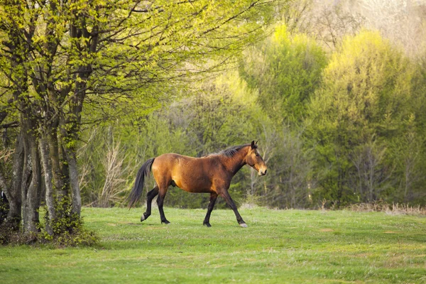 stock image Horse in Topesti in Romania