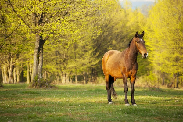 stock image Horse in Topesti in Romania