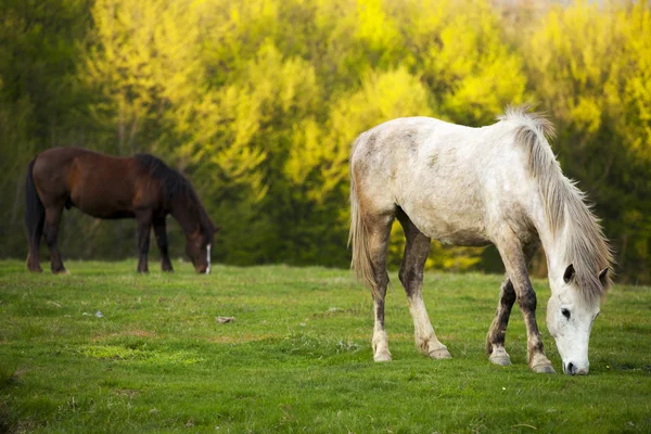 Pferde in Topesti in Rumänien — Stockfoto