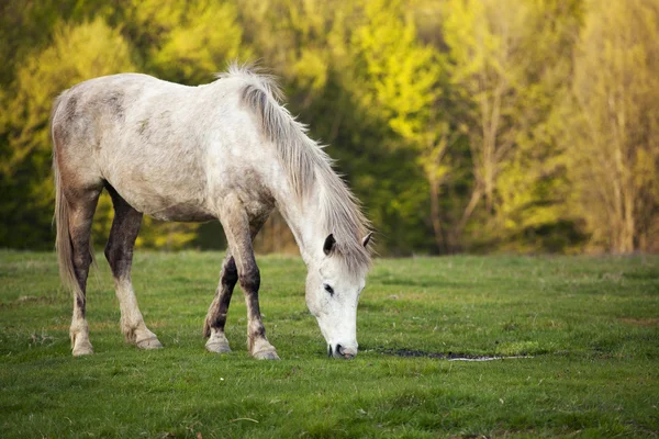 stock image Horse in Topesti in Romania