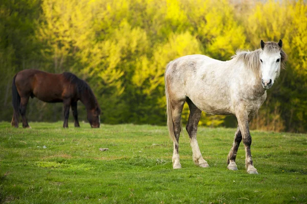 stock image Horses in Topesti in Romania