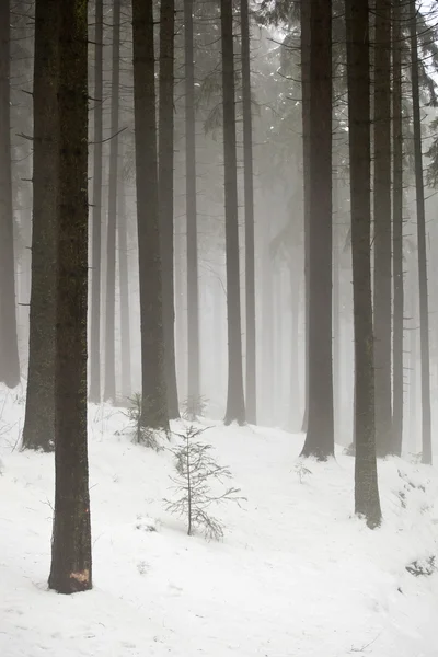 Snowy woods in polish mountains — Stock Photo, Image