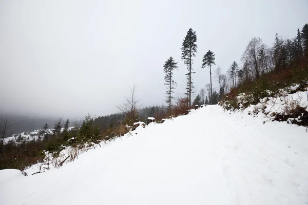Snowy woods in polish mountains — Stock Photo, Image