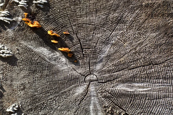 stock image Tree closeup