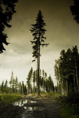 Yalnız ağaç doğa fotoğraf