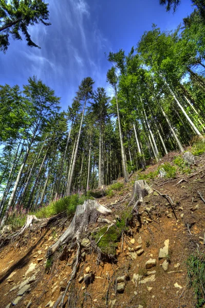 Hermosos bosques de montaña —  Fotos de Stock