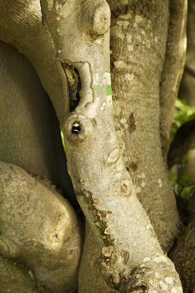 Tree closeup — Stock Photo, Image