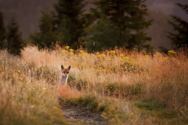 Hermoso zorro de montaña — Foto de Stock