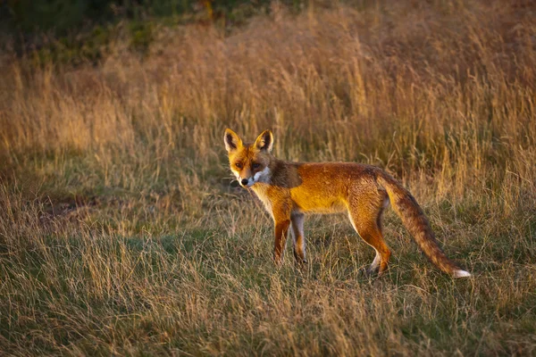 Prachtige berg fox — Stockfoto