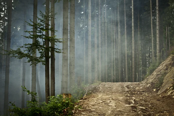 Горные леса — стоковое фото