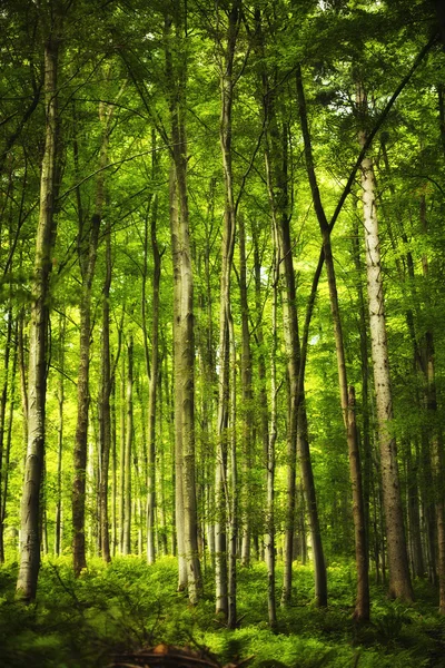 Härligt berg gröna skogen — Stockfoto