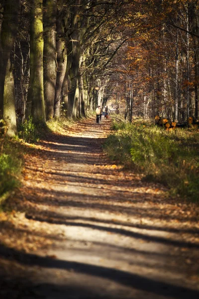 Naturaleza foto de bosque camino — Foto de Stock
