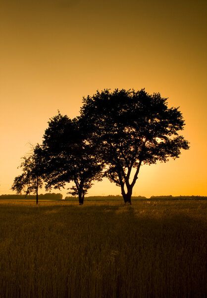 Nature photography of beautiful trees during sunset