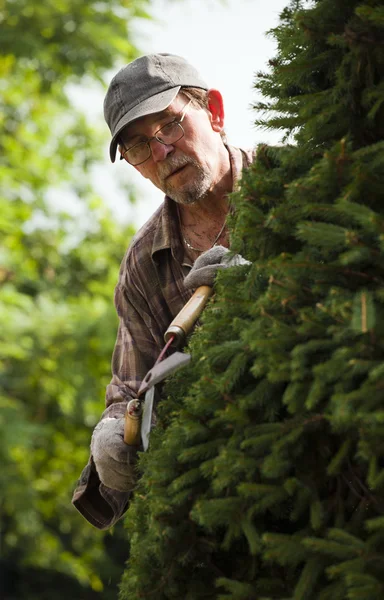 stock image Gardener during work